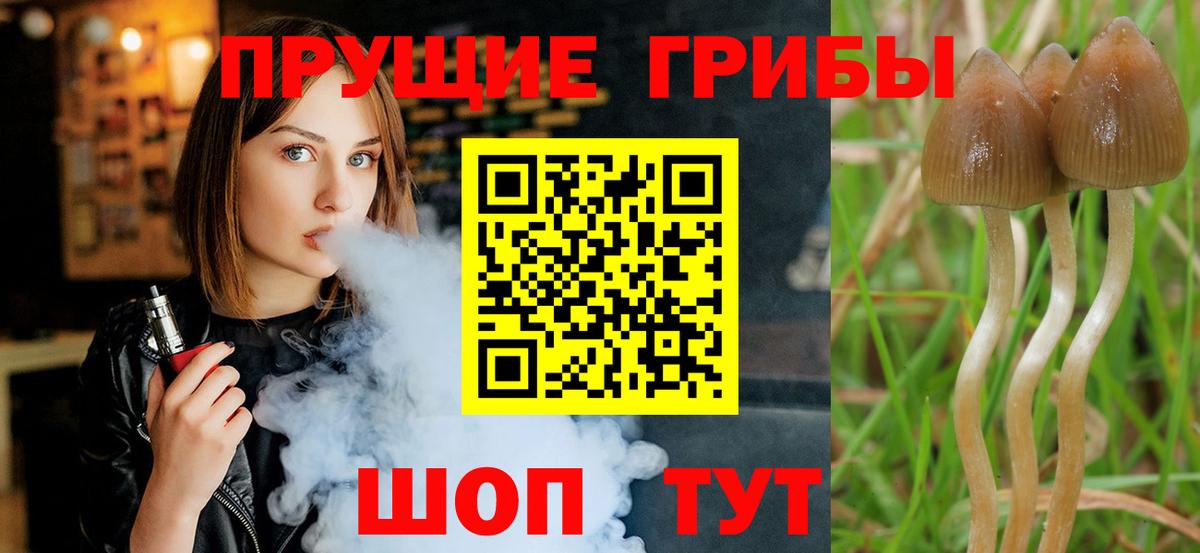 Фрязино  Галлюциногенные грибы GOLDEN TEACHER  Вход с VPN 